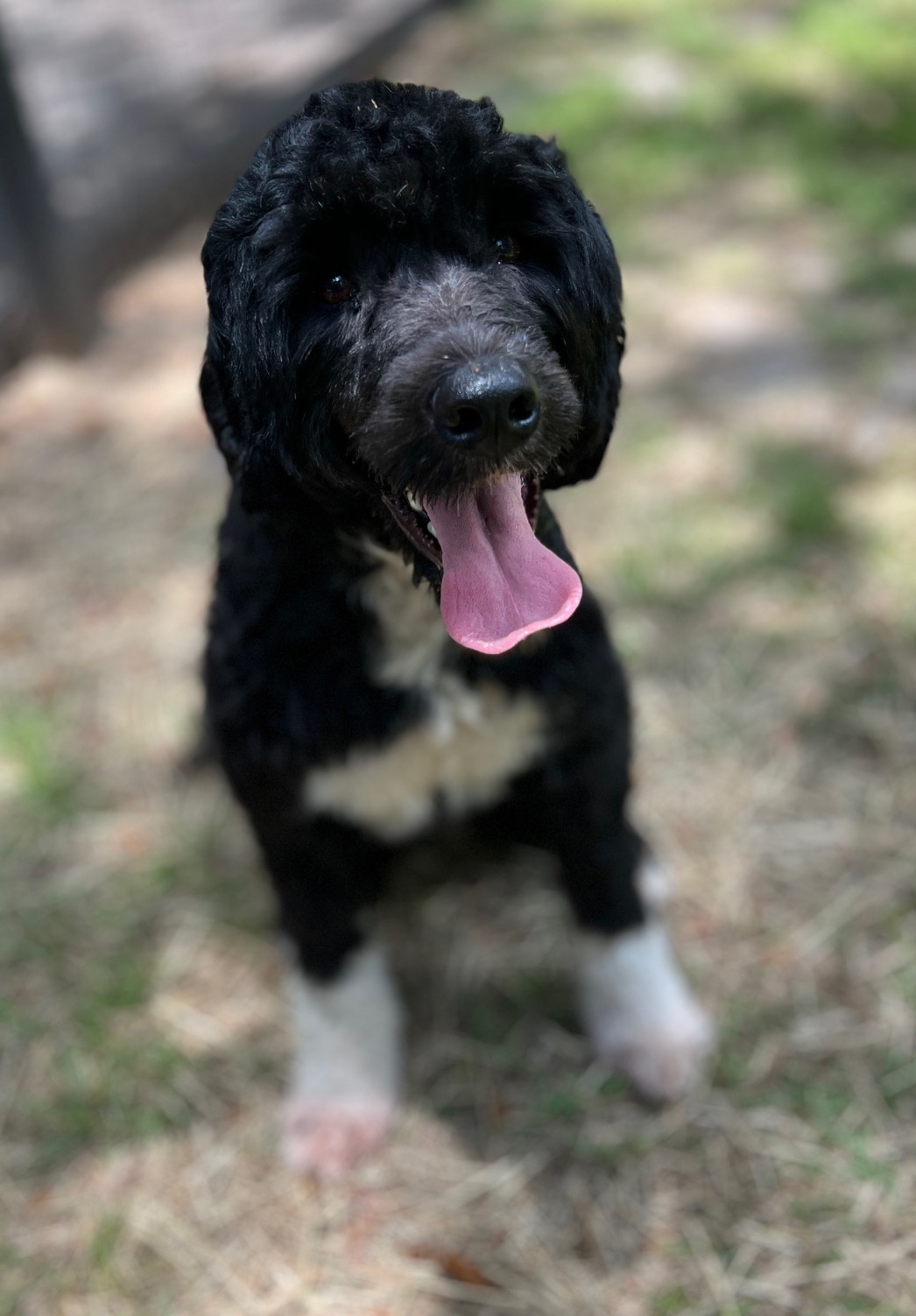 SeaSea, a Caladesi Portuguese Water Dog